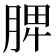 脾