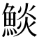 𩸥